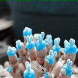 Egrow,Succlent,Seeds,Monilaria,Obconica,Rabbit,Living,Lithops,Flowers,Seeds