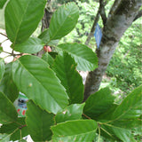 Egrow,Glauca,Seeds,Chinese,Glauca,Cyclobalanopsis,Glauca
