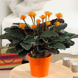 Egrow,Arrowroot,Seeds,Crocata,Calathea,Flower,Bonsai,Garden,Plant