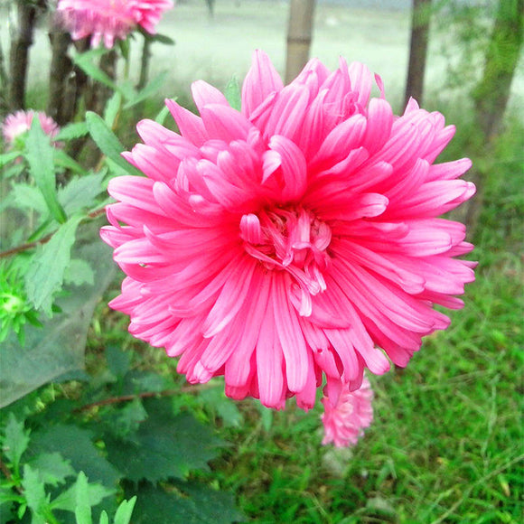 Egrow,Callistephus,Seeds,Aster,Bonsai,Garden,Decoration,Flower,Flowers