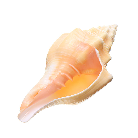 Large,Natural,Conch,Shells,Coral,Snail,Ornament,Decorations