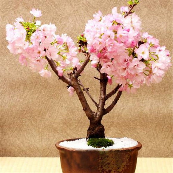 Egrow,Sakura,Seeds,Sakura,Cherry,Blossom,Garden,Flower,Bonsai,Indoor,Flowers,Plants