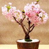 Egrow,Sakura,Seeds,Sakura,Cherry,Blossom,Garden,Flower,Bonsai,Indoor,Flowers,Plants