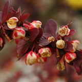 Egrow,Maple,Barberry,Seeds,Atropurpurea,Bonsai,Garden,Plant