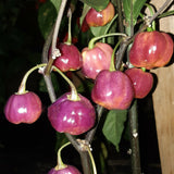 Egrow,Eggplant,Seeds,Purple,Peach,Fruit,Chili,Pepper,Organic,Vegetable,Garden,Plant