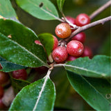 Egrow,Elaeagnus,Umbellate,Seeds,Elaeagnus,Umbellate,Semente,Plant,Autumn,Elaeagnus