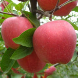 Egrow,Apple,Seeds,Redlove,Apple,Fruit,Garden,Planting