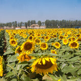 Egrow,Giant,Sunflower,Seeds,Garden,Planting,Ornamental,Plants