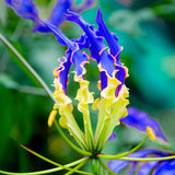 Egrow,Flame,Seeds,Growing,Bonsai,Seeds,Exotic,Flowering,Plants,Seeds