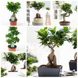 Egrow,Banyan,Seeds,Potted,Welcoming,Bonsai,Indoor,Planting