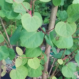 Egrow,Katsuratree,Seeds,Katsuratree,Plant,Cercidiphyllum,Japonicum