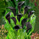 Egrow,Calla,Seeds,Tropic,Beautifying,Plants,Garden,Potted,Flowers,Perennial,Seeds