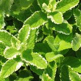 Egrow,Mosaic,Seeds,Vegetable,Seeds,Balcony,Potted,Peppermint,Aromatic,Plant,Seeds