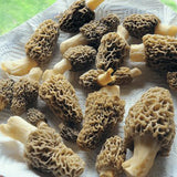 Egrow,Morel,Mushroom,Strains,Seeds,Garden,Planting,Edible,Eryngii,Vegetable,Seeds