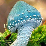 Egrow,Colorful,Mushroom,Seeds,Ornamental,Plants,Garden,Planting