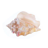Shell,Conch,Natural,Coral,Ocean,Beach,Ornament,Craft,Decor