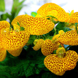 Egrow,Calceolaria,herbeohybrida,Seeds,Bonsai,flower,Garden,plant