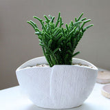 Egrow,Succulent,Cactus,Seeds,Crassula,Capitella,Pagoda,Succulent,Potted