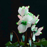 Egrow,Cyclamen,Seeds,Green,White,Cyclamen,Flower,Bonsai,Perennial,Flowering,Plants,Cyclamen