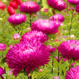 Egrow,Aster,Bonsai,Seeds,Chinese,Chrysanthemum,Flower,Garden,Gaden,Plants