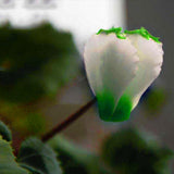 Egrow,Cyclamen,Seeds,Green,White,Cyclamen,Flower,Bonsai,Perennial,Flowering,Plants,Cyclamen