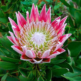 Egrow,Protea,Cynaroides,Seeds,Bonsai,Potted,Flower,Garden,Plants