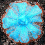 Egrow,Insectivorous,Plant,Seeds,Succulents,Dionaea,Muscipula,Venus,Flytrap,Bonsai