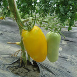 Egrow,Mango,Tomato,Seeds,Garden,Potted,Fruit,Vegetable,Planting