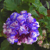 Egrow,Geranium,Seeds,Appleblossom,Rosebud,Pelargonium,Perennial,Garden,Flower,Seeds