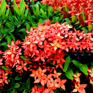 Egrow,Ixora,Coccinea,Seeds,Mixed,Yellow,Orange,Dwarf,Chinese,Ixora,Flowers,Seeds,Garden,Nursery