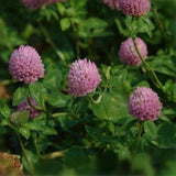 Egrow,Herba,Clover,Seeds,Herba,Clover,Plant,Trifolium,Pratense