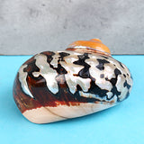 Natural,African,Turban,Shell,Coral,Conch,Snail,Decorations