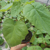 Egrow,Paulownia,Seeds,Garden,Potted,Paulownia,Plants