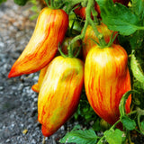 Egrow,Green,Yellow,Tomato,Greenhouse,Potted,Organic,Vegetable&,Fruit,Seeds
