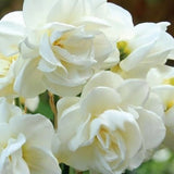 Egrow,Daffodil,Flower,Seeds,Aquatic,Narcissus,Plants,Double,Petals,Indoor,Bonsai,Plant,Seeds