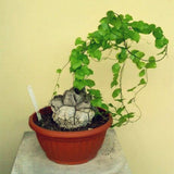 Egrow,Dioscorea,Seeds,Turtle,Elephant's,Bonsai,Plant,Garden