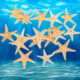 20Pcs,Starfish,Shell,Landscape,Beach,Wedding,Crafts,Making,Decorations