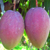 Egrow,Edible,Mango,Fruit,Seeds,Garden,Courtyard,Outdoor,Plants,Mango