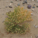 Egrow,Peganum,Harmala,Seeds,Desert,Grass,Peganum,Grass,Seeds