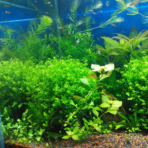 Egrow,Aquarium,Plants,Seeds,Artificial,Aquarium,Plant,Decoration,Submersible