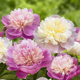 Egrow,Chinese,Peony,Flower,Seeds,Perennial,Paeonia,Suffruticosa,Bonsai,Plants,Garden,Plants