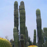 Egrow,Stone,Cactus,Seeds,Succulents,Stone,Cactus,Bonsai,Potted,Flowers