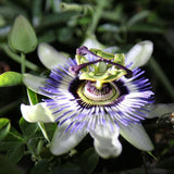 Passion,Flower,Seeds,Fruit,Passiflora,Bonsai,Seeds,Garden