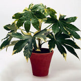 Egrow,Fatsia,Seeds,Ornamental,Plant,Fatsia,Japonica,Bonsai,Shrub