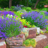 Egrow,Lavender,Seeds,Purple,Flowers,Indoor,Table,Decorations,Lavender,Plants