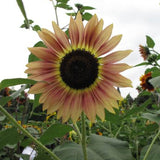 40Pcs,Mixed,Colored,Sunflower,Seeds,Bonsai,Flower,Seeds,Garden,potted,Plant