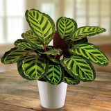 Egrow,Arrowroot,Seeds,Crocata,Calathea,Flower,Bonsai,Garden,Plant