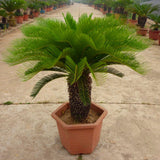 Egrow,Cycas,Seeds,Cycas,Plant,Bonsai,Potted,Flower,Flores,Garden,Household