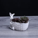 Rabbit,Basket,Shape,Succulent,Planter,Flower,Gardening,Decor