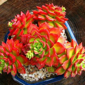 Egrow,Sedeveria,Letizia,Cactus,Seeds,Lotus,Lithops,Succulent,Bonsai,Potted,Flower